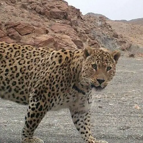 مناطق حفاظت شده در زاگرس؛ کشتی نوح ایران